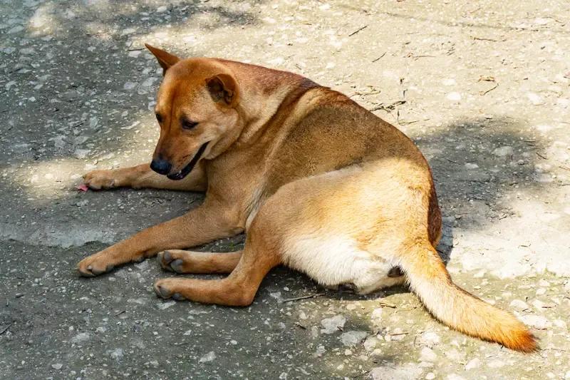 『农村矮脚犬一些外籍人士，企图改良我国农村本土犬的基因。他们大量引进泰迪、柯