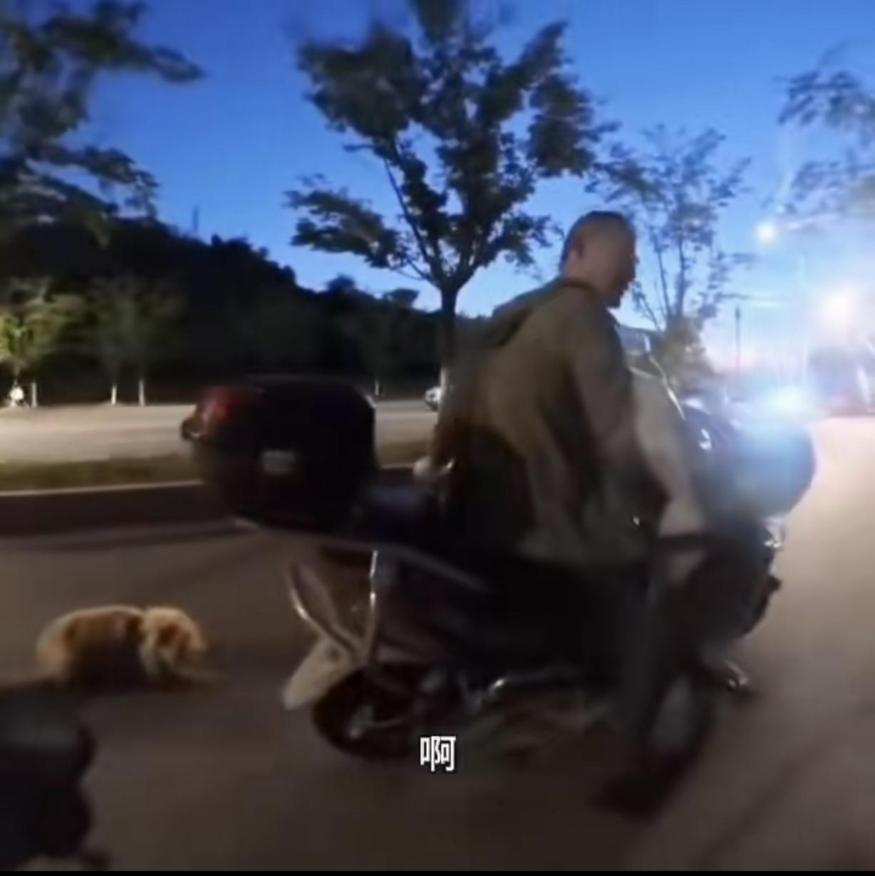 “不配为人！”江苏南京，一男子搬进楼房，把1岁多的小狗抛弃，小狗竟然又跑回来，男