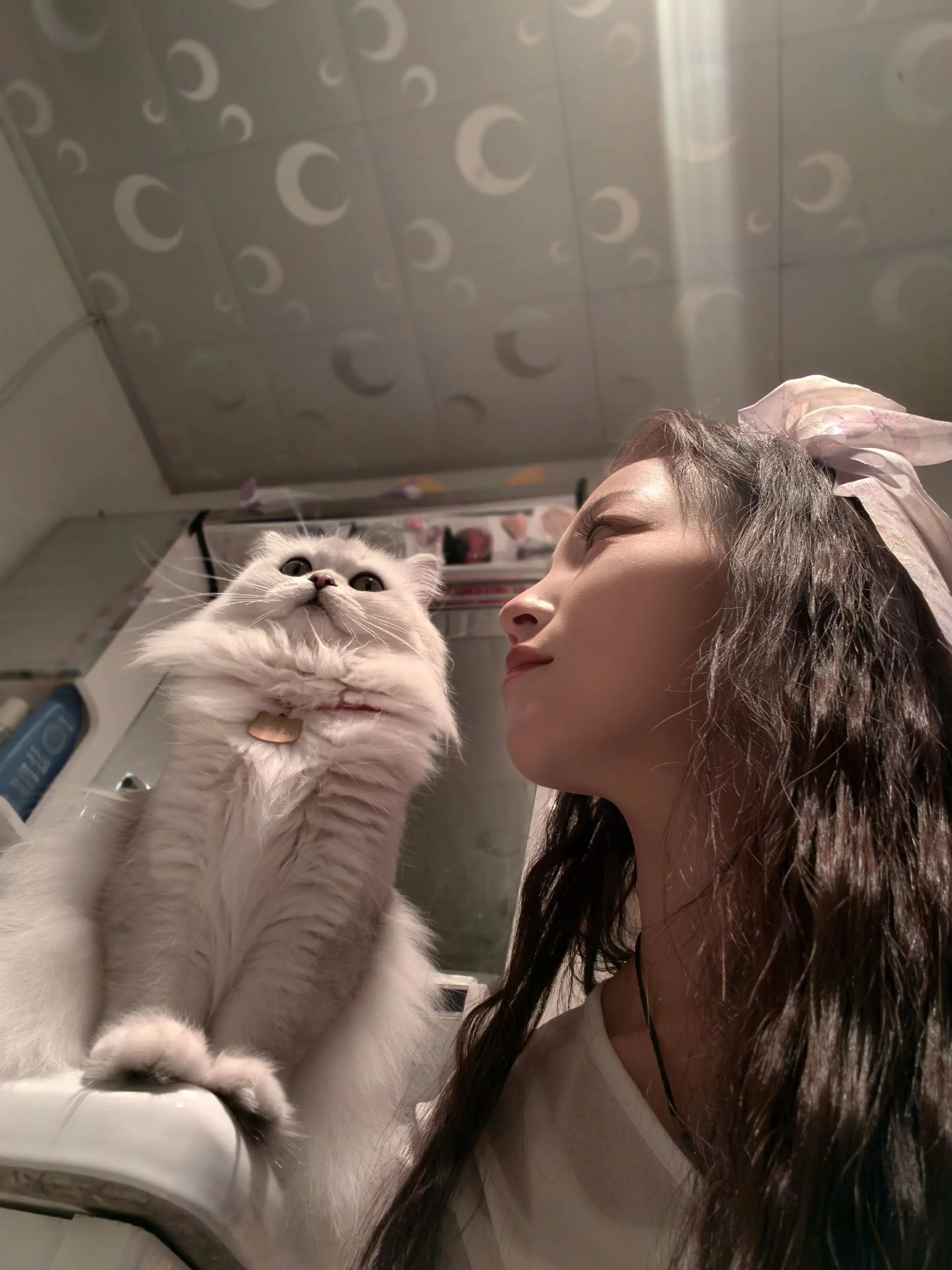 猫猫噜噜～