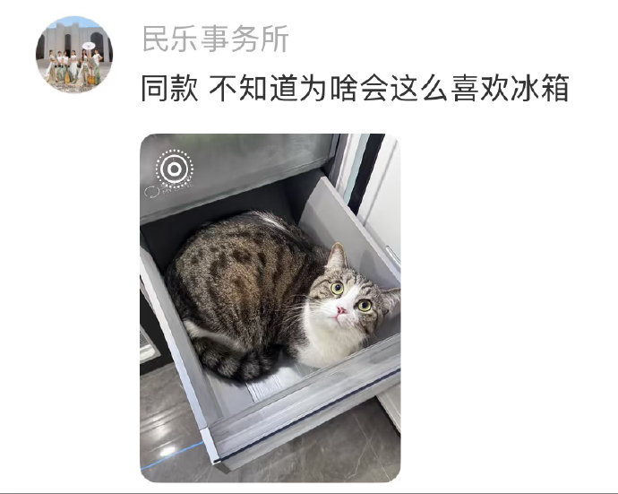冰箱猫咪的乘凉胜地