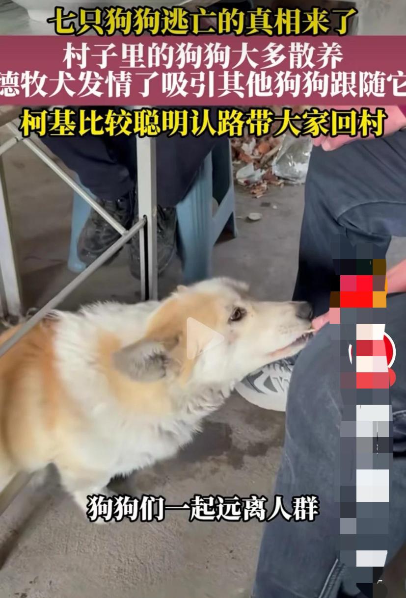 七只狗离家出走真相来了！狗主人透露实情，打了很多人的脸吉林的7只狗在高速