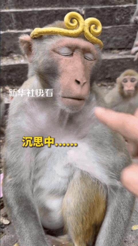 “完全没法解释！”贵州，男子爬山遇到猴子，不仅不怕，还拿出一个金箍，顺手就给猴子