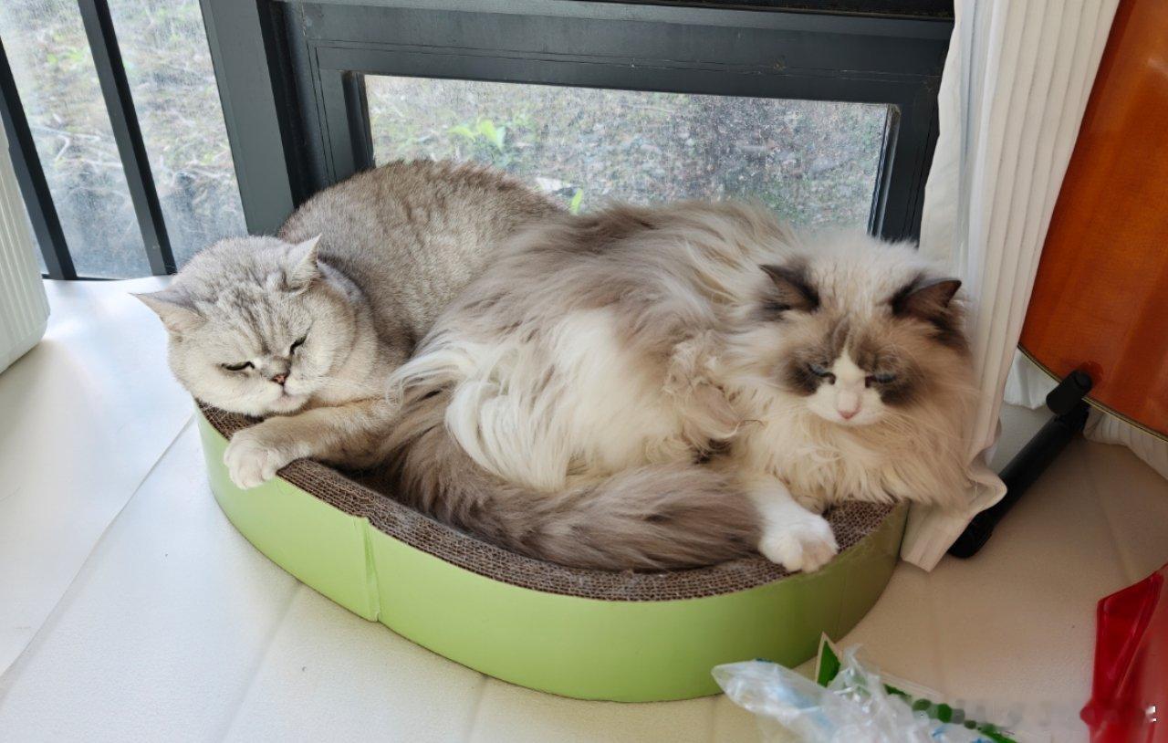 想问一下，一般家里的猫主子打起来大家都怎么劝架？下午还哥俩好的挤一个窝，晚上就打