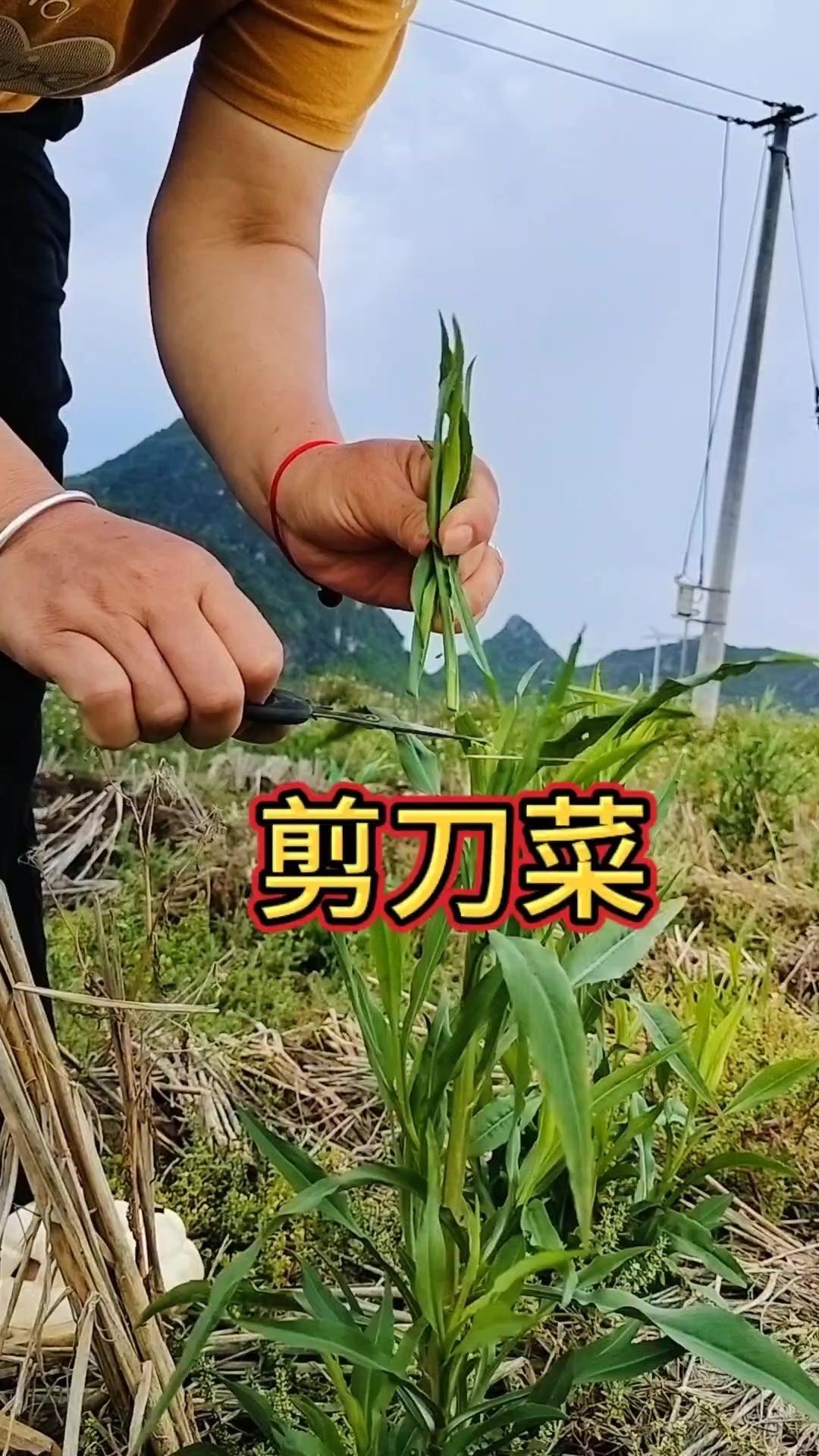 💡小时候总把它当杂草拔掉，现在才知道是药食两用药材剪刀菜（土柴胡）！嫩茎叶既能