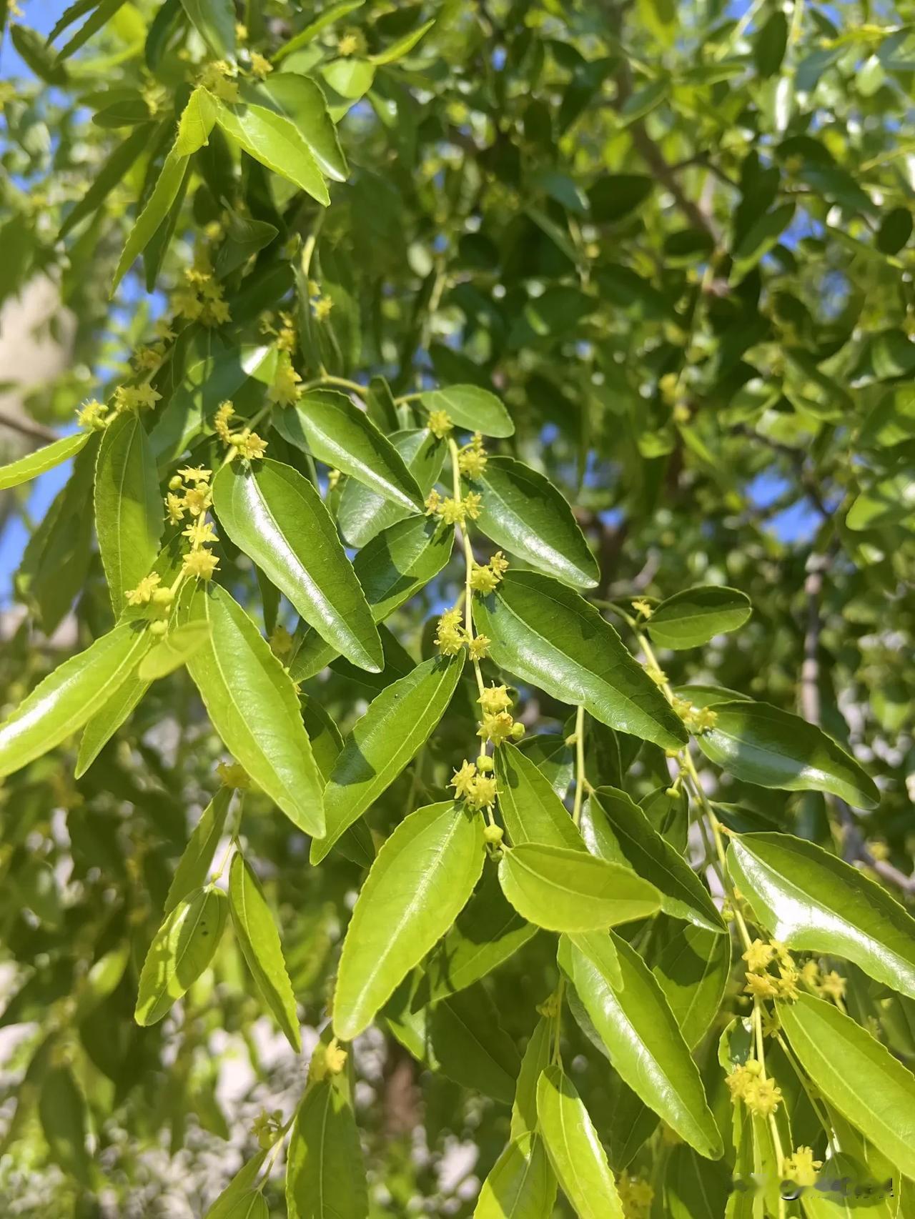 《冷暖自知》牡丹花好到头空，枣花虽小硕果丰。星转斗移皆过客，素育甜娃传