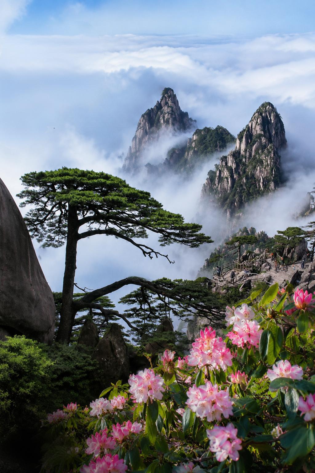 「黄山杜鹃」来自北纬30°的初夏礼物！清凉刚好，花事正盛如果五月只能选一