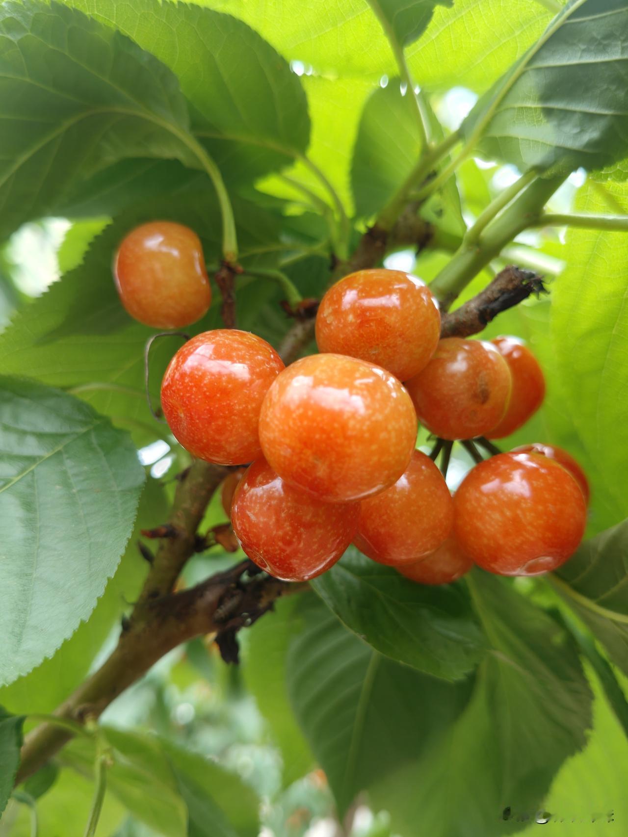 老天呀，为什么樱桃成熟的时候你就要天天下雨啊？你知道我们有多么不容易吗？