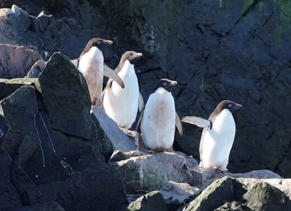 南极是全球变暖速度最快的地区之一，科学家在过去10年观察到，企鹅的繁殖季节正以创