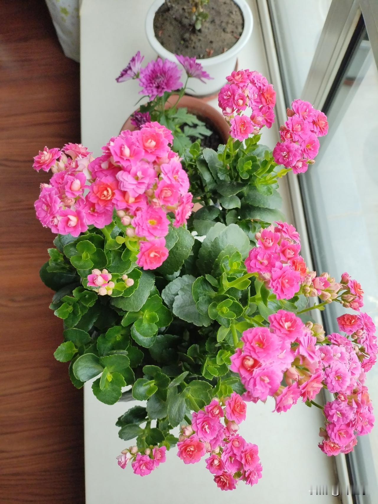 你身边有长寿且生活能自理的老人吗？我有。我老妈就是长寿的人。今年已经90