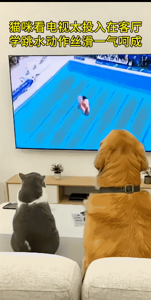 猫咪入戏太深了，脑袋嗡嗡的……傻猫，动作太快了，二哈它想拦都没有拦得住。你说