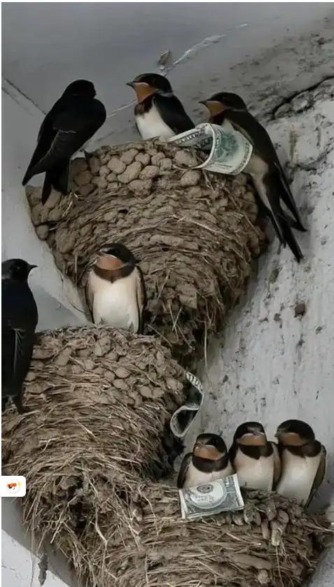 富贵人家从不筑燕子窝，老祖宗早讲清其中玄机：若家中出现燕子，实则是在提醒你这2件