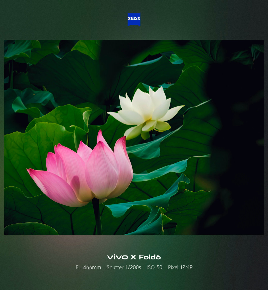 #vivo##荷花##随手拍生活光影##有一种叫云南的生活##摄影#​