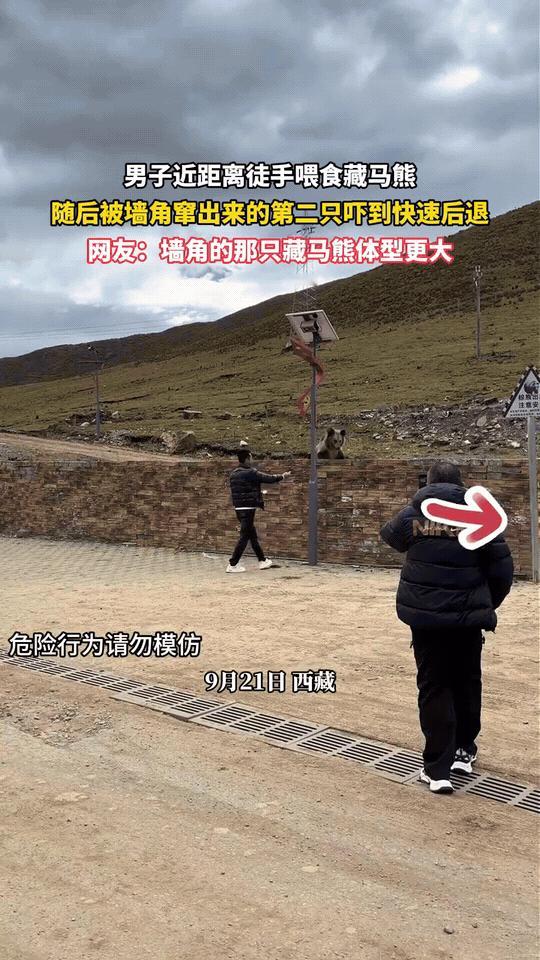 西藏，一名男子正近距离徒手投喂藏马熊。他站在围墙边，伸手和墙内的藏马熊互动，看