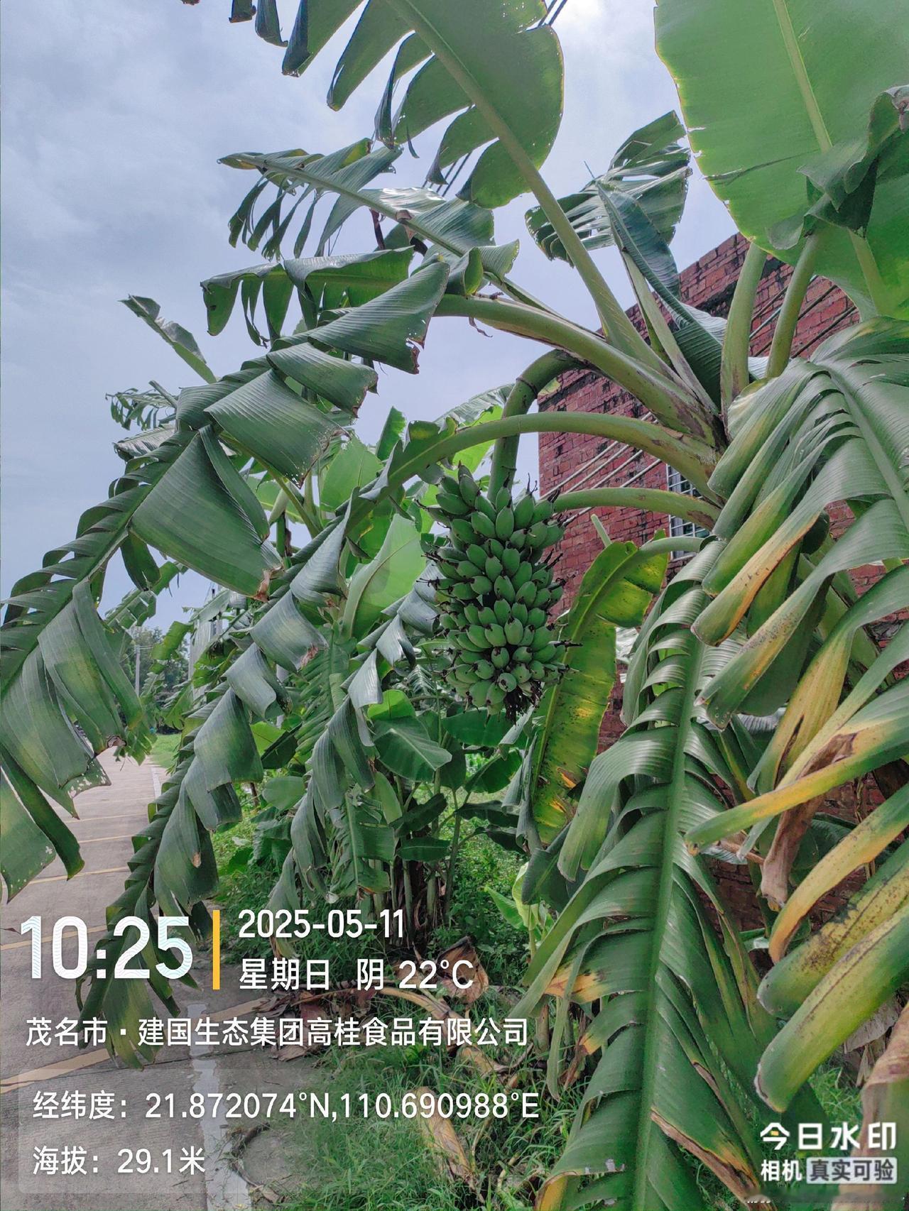 马路边都是水果，马上实现水果自由
