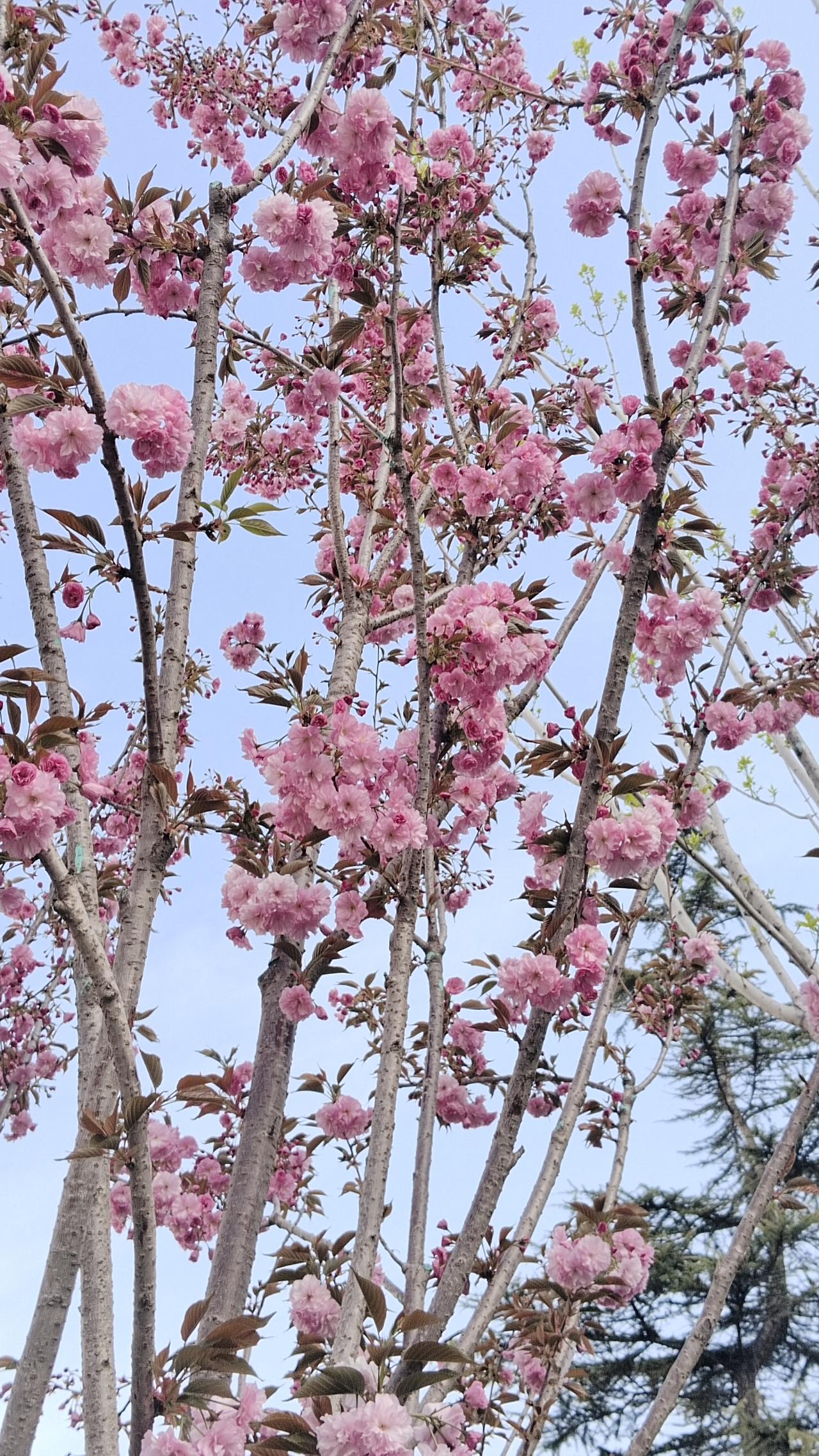 樱花树下人如玉，春光正好意绵绵。