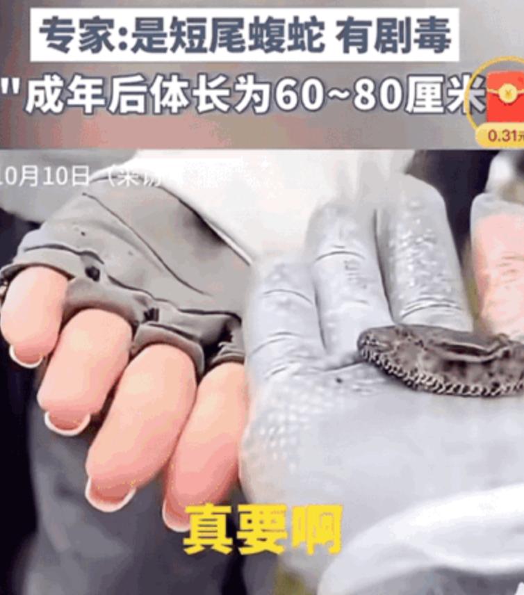 无知者无畏！几名驴友去山上徒步，其中一男子发现地上有一条小蛇，心想这么小的蛇能有