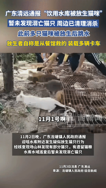 11月1日下午，清远迎咀水库边停了两卡车人，戴口罩的人打开铁笼，上千只猫全吓傻了