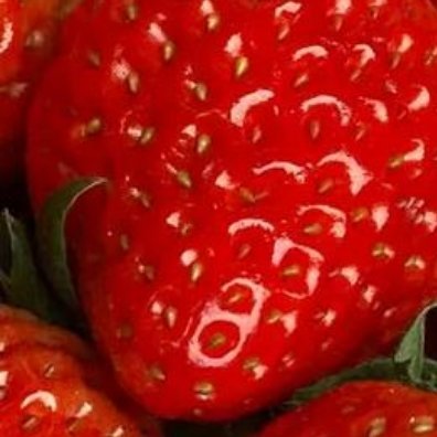 种植🍓‎种植文案0000草莓种植核心是选对品种与控制温湿，家庭种植以盆栽或