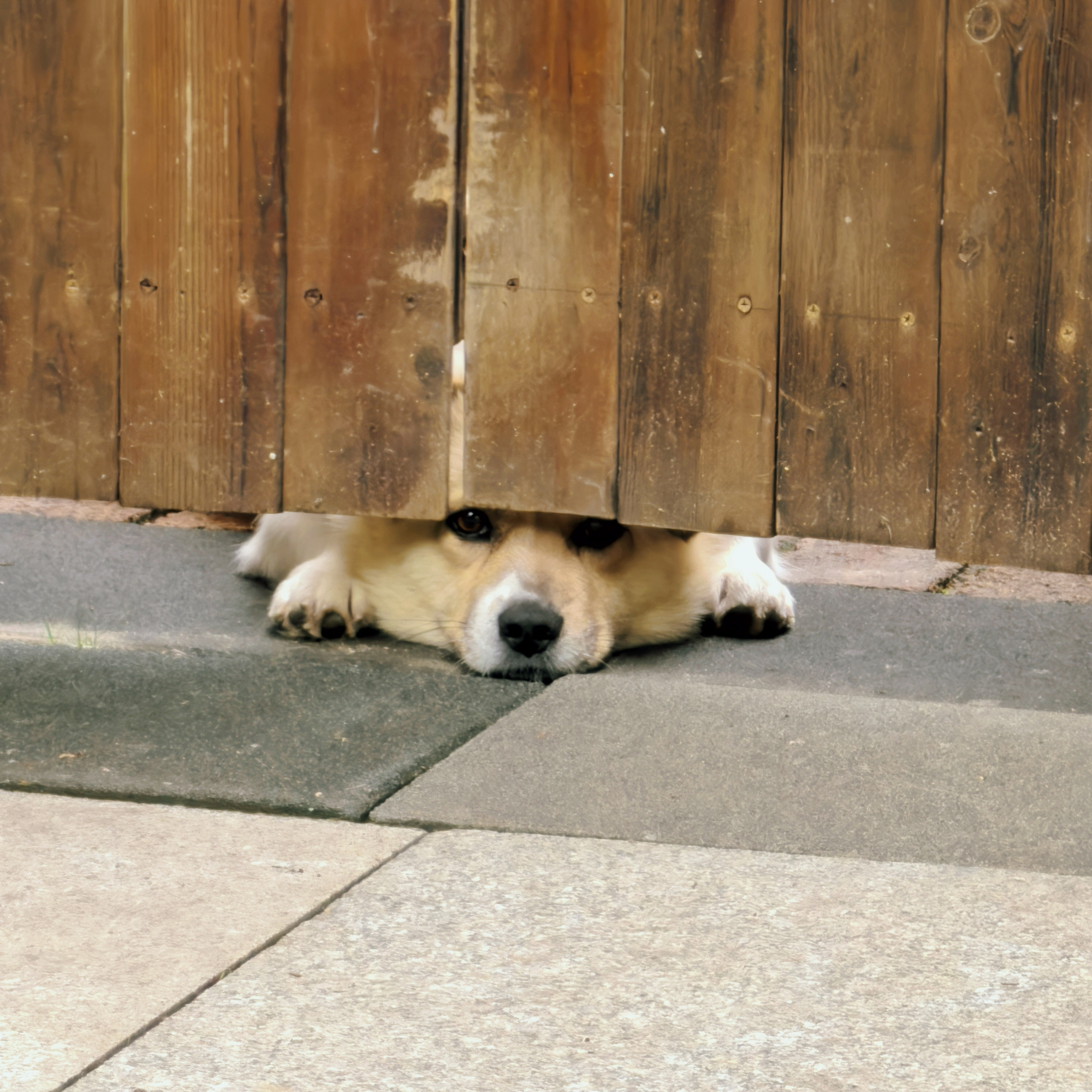 可爱不？​​​
