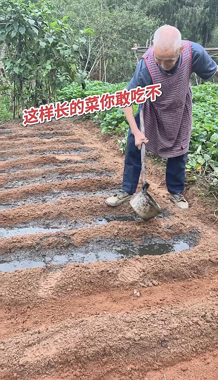 专家：用粪水浇种的蔬菜不能吃，这是为啥？“粪水浇菜”延续千年！