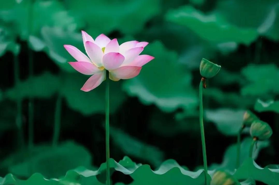 冯唐说：“如果你熬到一个人喝茶，一个人散步，一个人旅行，一个人看书，没有电话，没