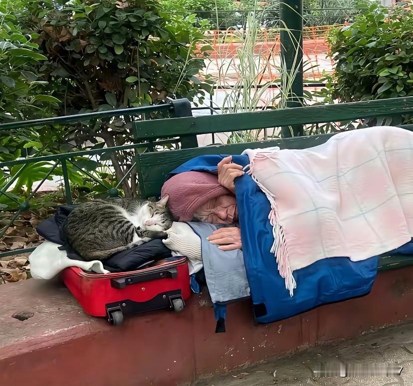 公园长椅上的“双向守护”，看哭了！公园的午后很静，一位老人躺在长椅上睡得安