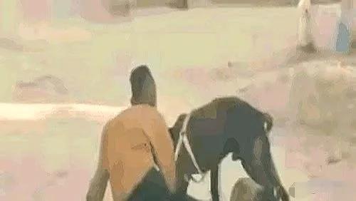 疯狗咬住大腿死不松口？用棍棒猛打反而适得其反！这招才能瞬间“断电”刚才刷到一