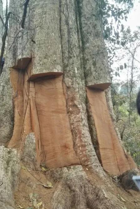 2600年树龄的“金丝楠木王”被盗割，盗贼陆某州等11人分别被判处4年至10个月