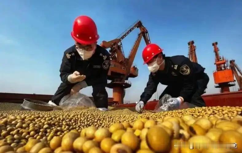 中国大豆不买美豆，美国农民急得直跳脚！全球供应链大洗牌，美国这步棋走错了吗？