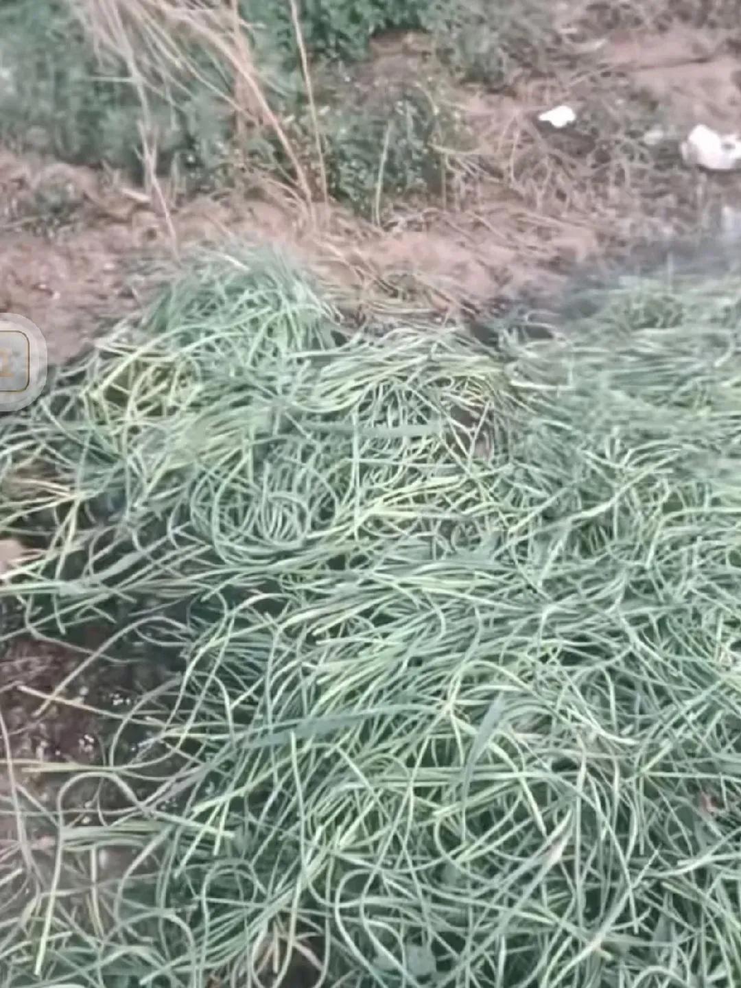 蒜苔“两重天”：城市高价与农村滞销的困局最近逛菜市场，发现市里蒜苔价格高得离