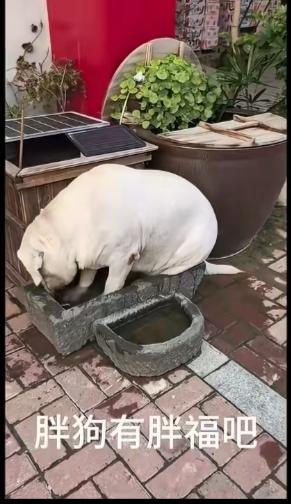 杭州街头最近上演了一出“胖狗逆袭记”——一只体重达128斤的金毛犬“圆圆”，瘫在