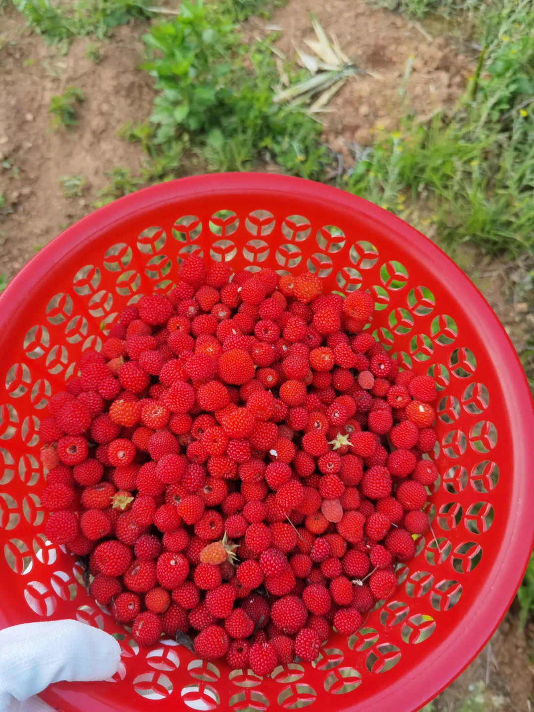 刻在浙江人骨子里的儿时回忆这几天，你的朋友圈被这种红红的野果霸占了吗？[思考]