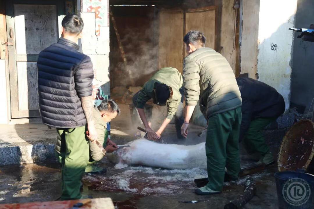 缅北地区的杀猪宴！不知道怎么回事，这里流行吃生猪肉宴，跟佤邦地区很相似！在缅