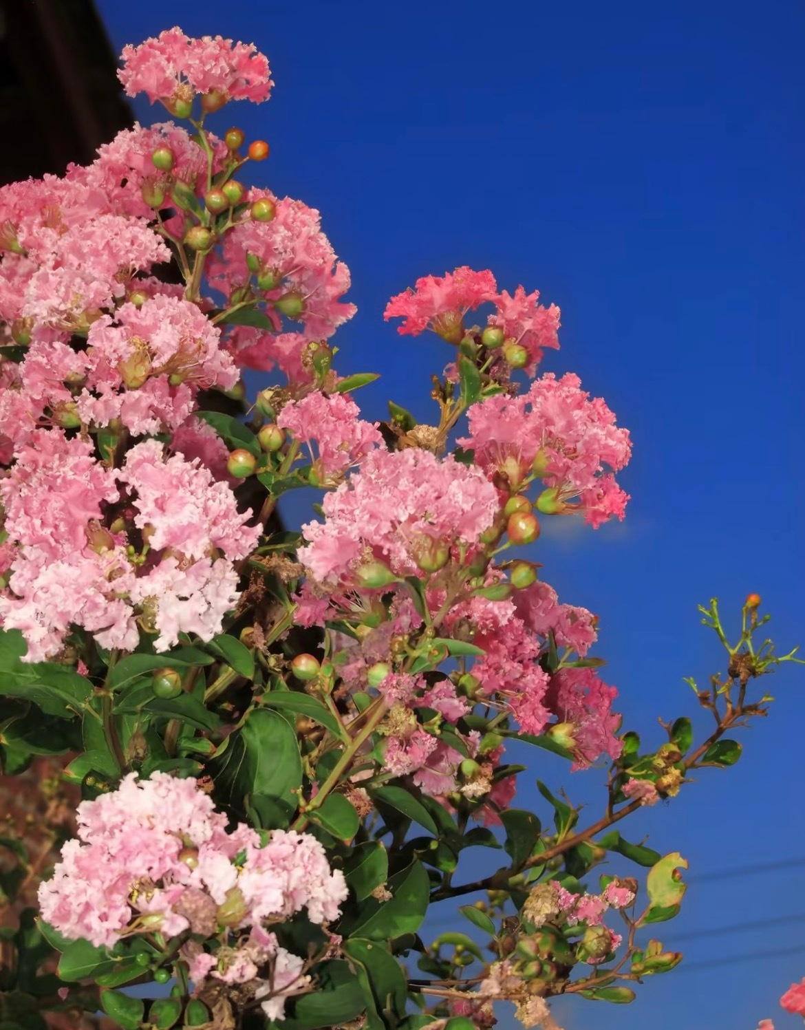 紫薇花种植1.栽培方式：园土+腐叶土+粗沙，普通疏松透气土；木质乔木根系深，适