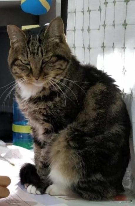 我没养猫，但是领居家的猫却像自己家养的一样，总喜欢跑来与我玩耍。我可能天生就与猫