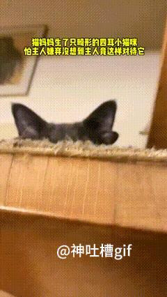 四耳小猫咪：猫咪生下来长着四只耳朵，主人怕猫咪自卑，各种体贴关怀，还买好吃的，在
