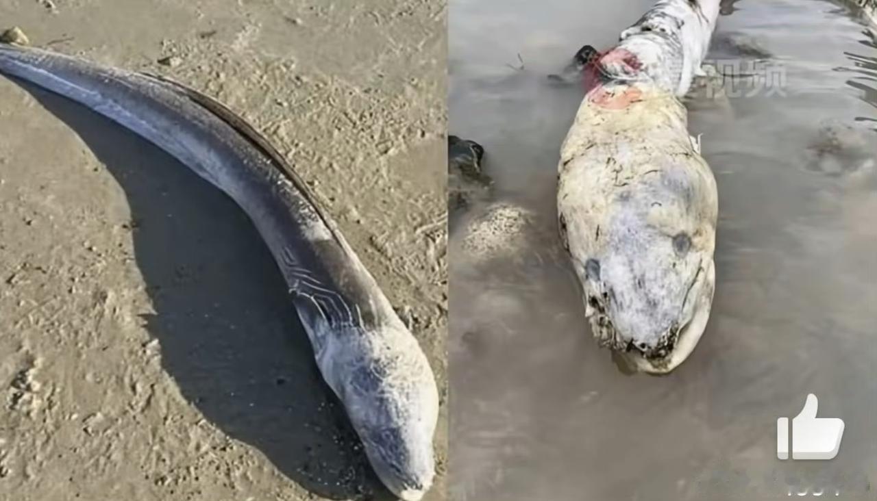卡塔琳娜·德莱尼这个看似平常的沙滩漫步，因为一条头部巨大、身体呈灰蓝色的巨型长鱼