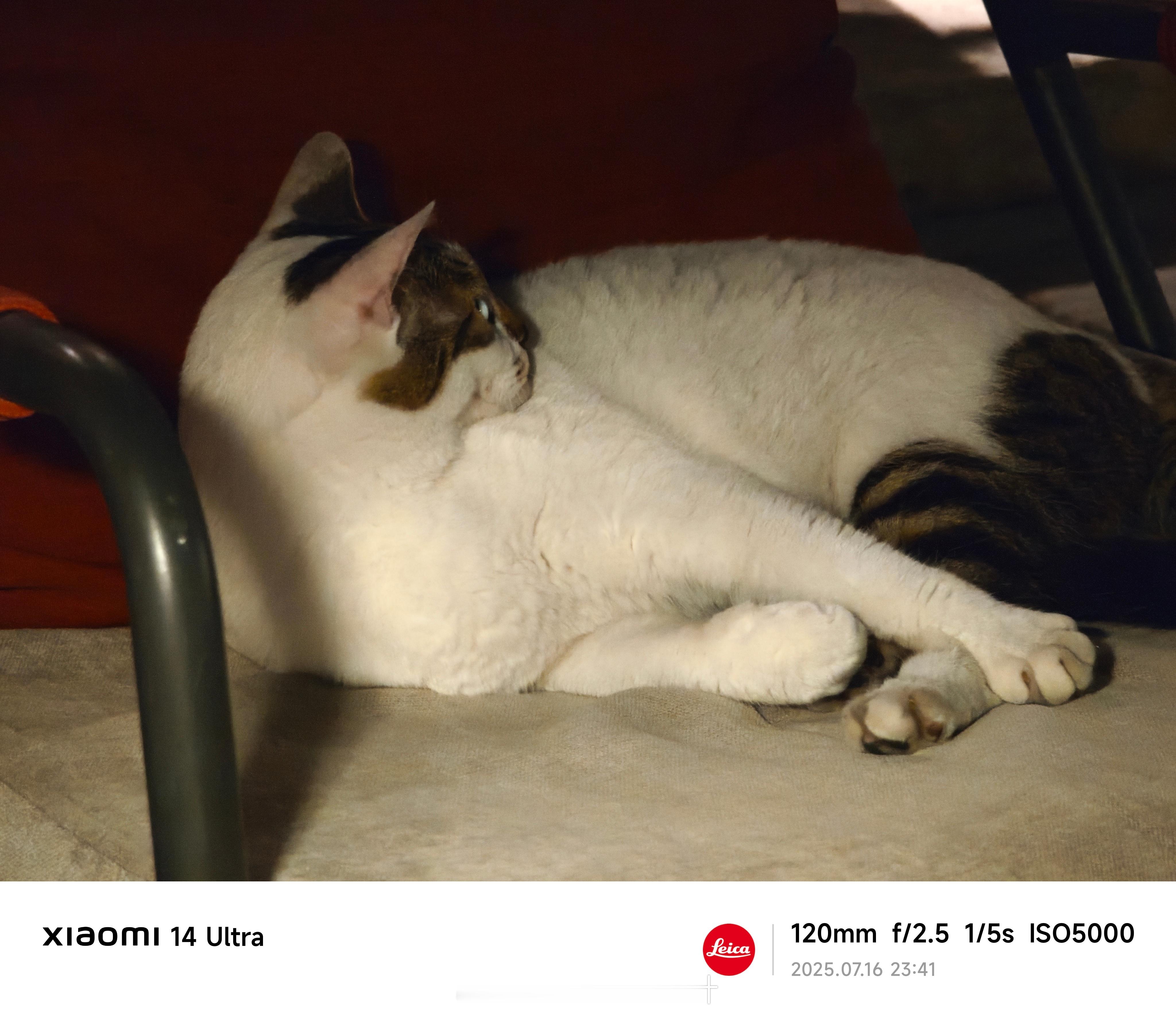 小猫咪太老实，不得不说14U这夜景还是很不错的[抠鼻]​​​
