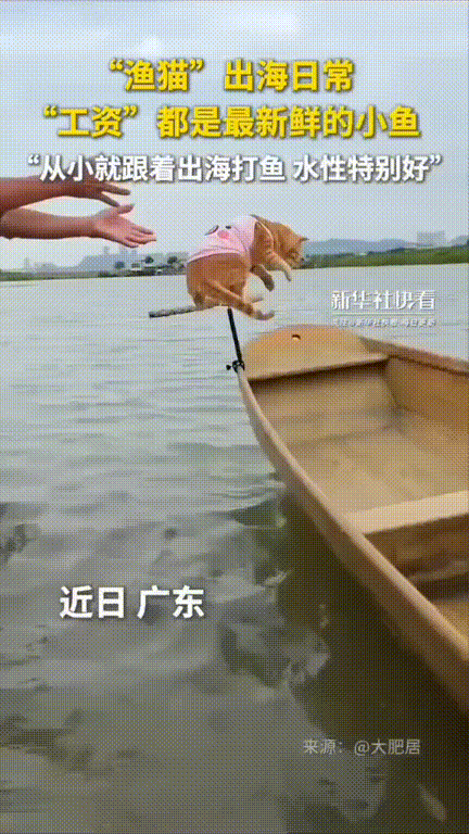 这日子也太让人眼红了吧！！广东，一位渔夫领着四只小猫咪去了码头，原以为猫咪们会在