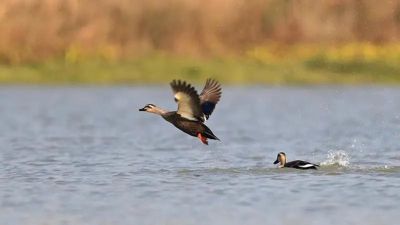 近日，山东东营黄河三角洲出现“鸟浪化鲲”的震撼一幕。数万只候鸟密密麻麻在天空翱翔