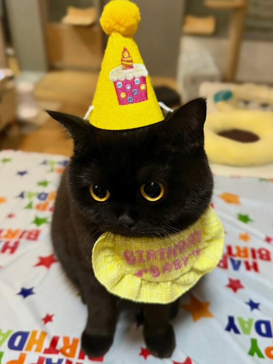 我系小猫！我今天两岁啦！