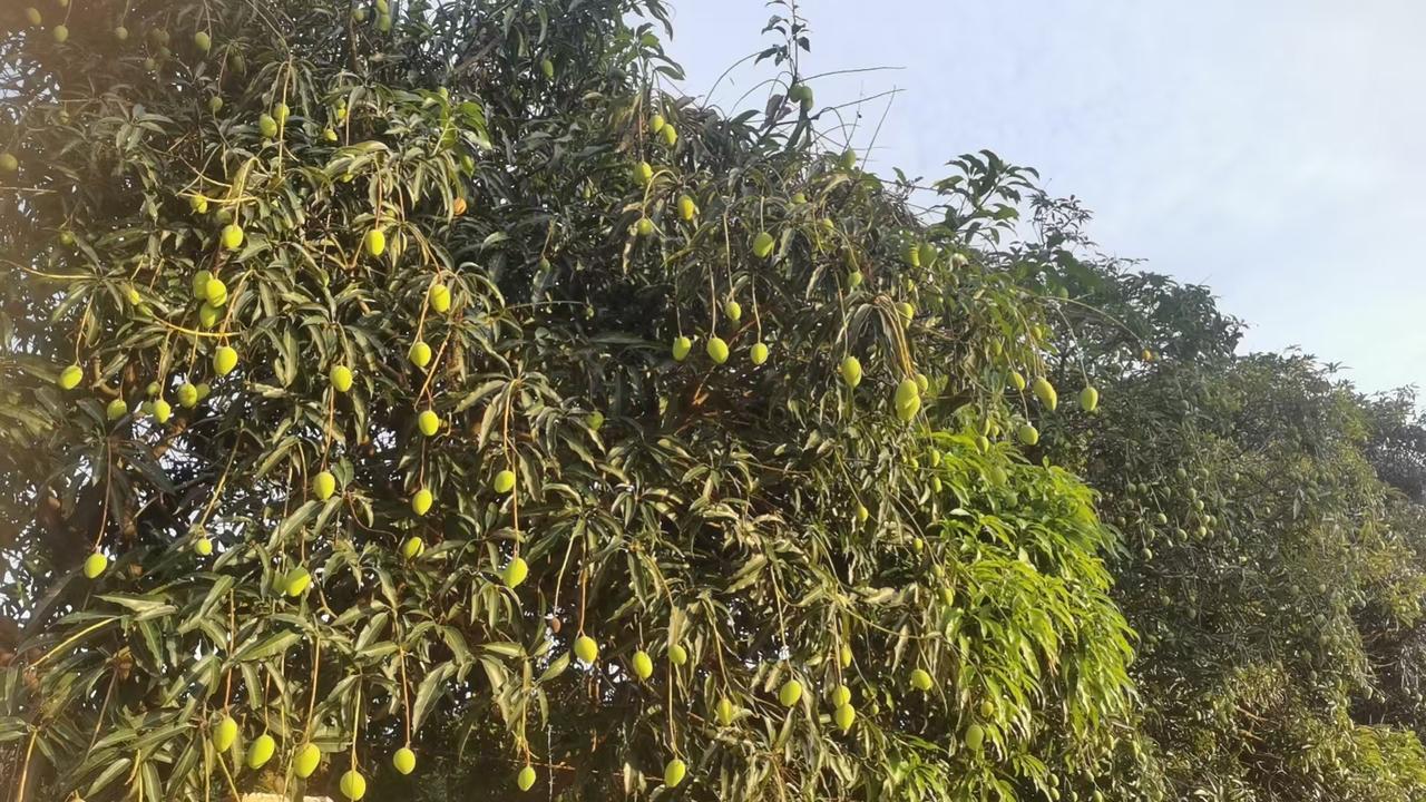 芒果🥭熟了有句话叫没吃过猪肉，还没有见过猪跑。你别说，还真的有这种情况。吃过