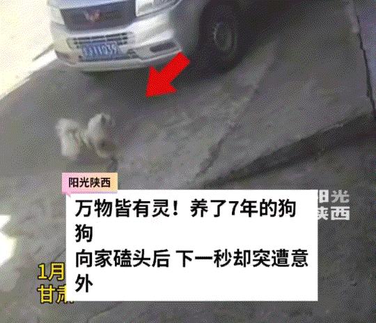 万物皆有灵！甘肃，一狗主人养了七年的狗子，从来都不会自己出家门的，这天狗子却一反