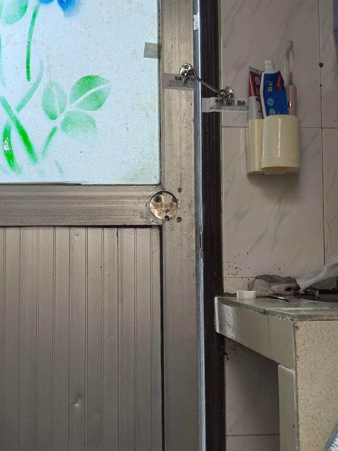 真猫眼原来长这样