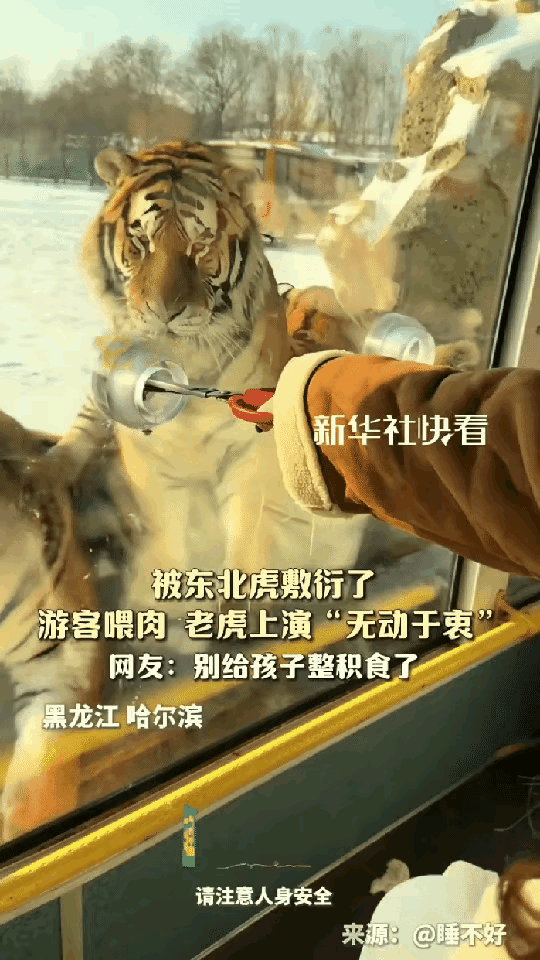 笑死了！黑龙江哈尔滨，女子东北虎林园看老虎，为了和东北虎互动，特意买了牛肉准备投