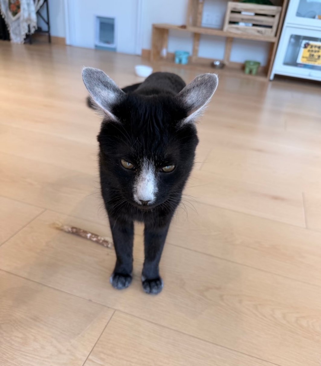 长这样啥意思？猫：人类审美下降一万倍而我不变