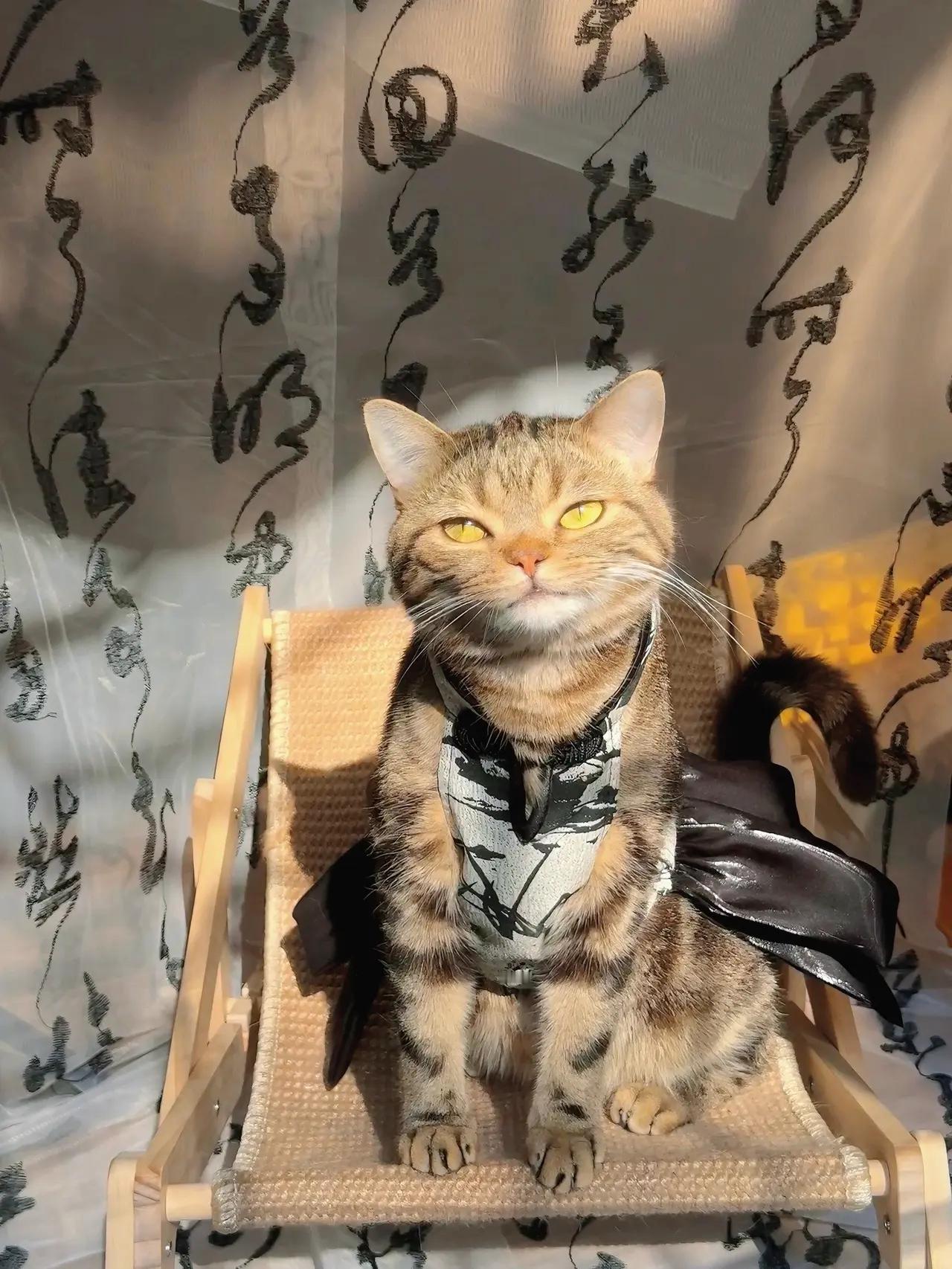 小猫咪香喷喷软糯糯的！忍不住多吃了几口小脸蛋