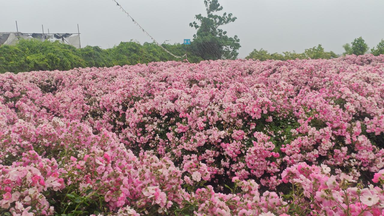 分享美丽的月季花细雨如丝，笼着这片无边的粉红花海。粉白的花朵密密匝匝，如云霞般铺