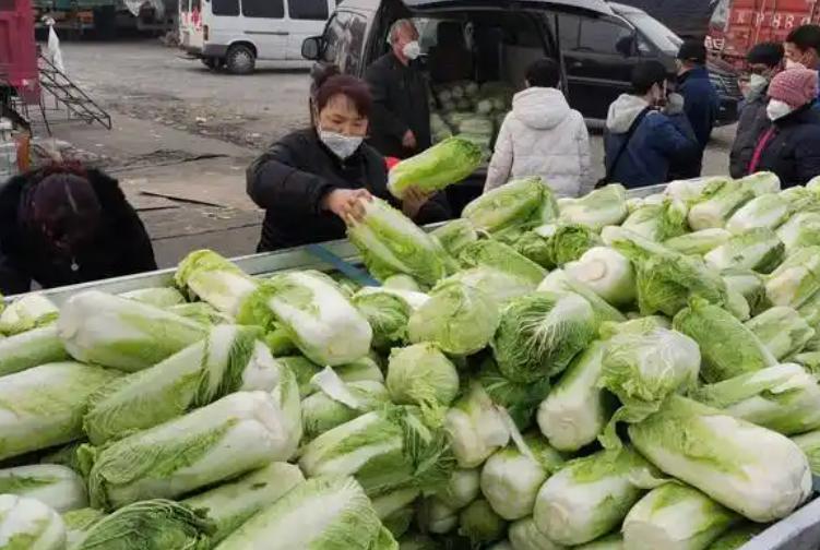 买白菜，挑“黄色”还是“绿色”？老菜农教你一眼辨好坏，别再买错啦！黄色大白菜