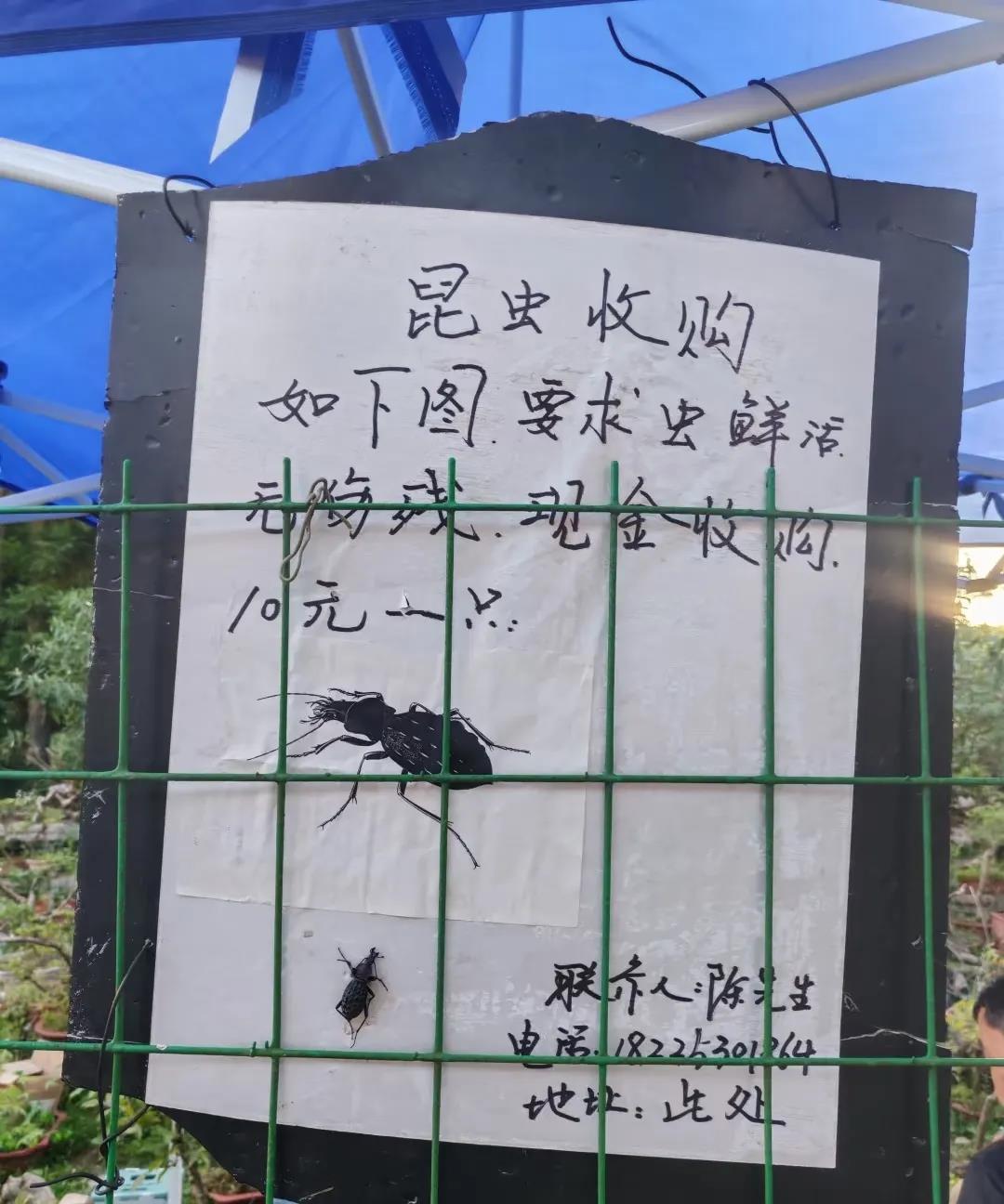 这是什么虫？哪里有？